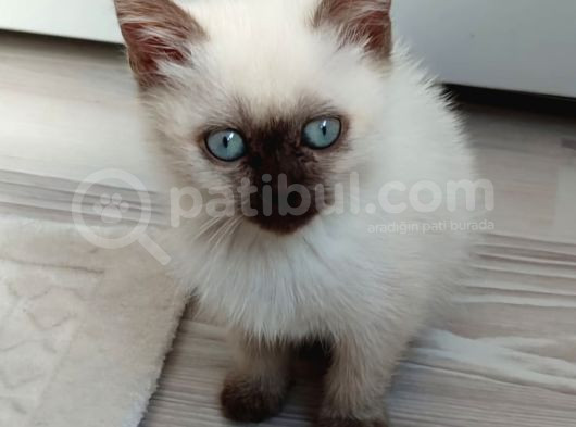 British Chocolate Point görsel