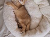 British Shorthair Golden Yavru