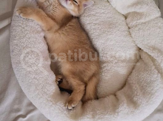 British Shorthair Golden Yavru görsel