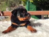 İri Ve Korumacı Irk Rottweiler Yavrular