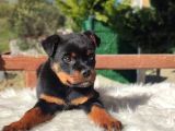 İri ve Korumacı Irk Rottweiler Yavrular