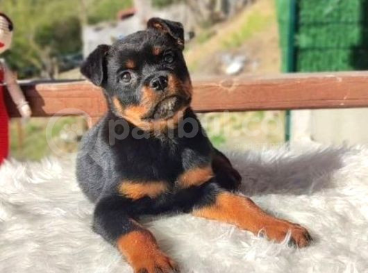 İri Ve Korumacı Irk Rottweiler Yavrular görsel