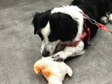 8 Aylık Köpeğimi Sahiplendiriyorum