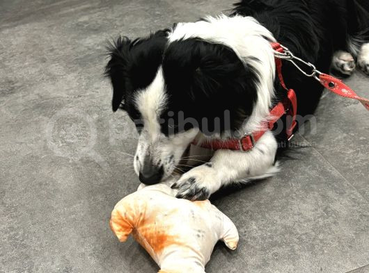 8 Aylık Köpeğimi Sahiplendiriyorum görsel
