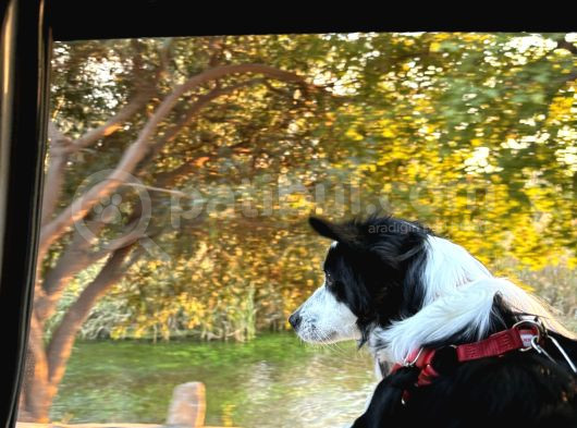 8 Aylık Köpeğimi Sahiplendiriyorum görsel