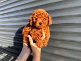 Kore kan toy poodle bebeklerimiz