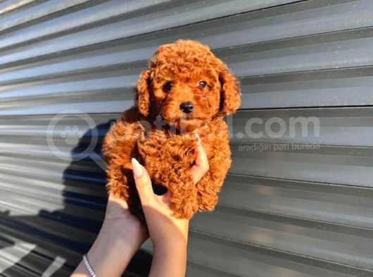 Kore Kan Toy Poodle Bebeklerimiz