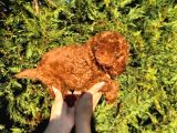 Kore Kan Toy Poodle Bebeklerimiz