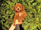 Kore Kan Toy Poodle Bebeklerimiz