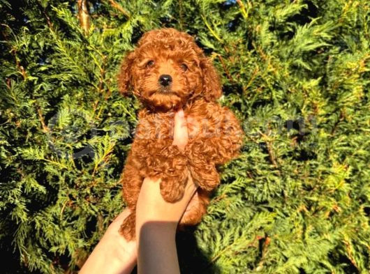 Kore Kan Toy Poodle Bebeklerimiz görsel