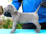 Safkan Blue Cane Corso Yavrular