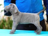 Safkan Blue Cane Corso Yavrular