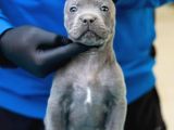 Safkan blue cane corso yavrular