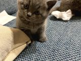 British Shorthair Sevgi Delisi Kızlarım