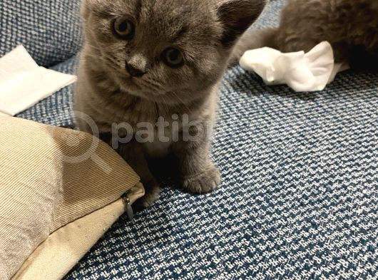 British Shorthair Sevgi Delisi Kızlarım