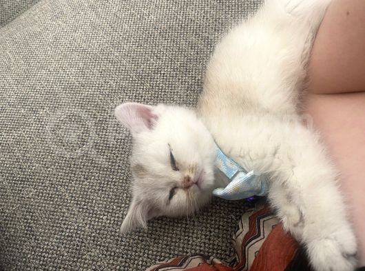 2 Aylık Dişi Kedimiz Zaina görsel
