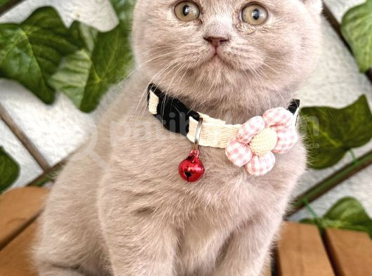 Uyguna Aşık Olacaksınız Dişi Lilac Scottish Bebemiz görsel