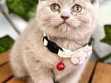 Uyguna Aşık Olacaksınız Dişi Lilac Scottish Bebemiz