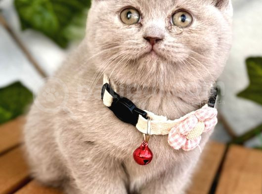 Uyguna Aşık Olacaksınız Dişi Lilac Scottish Bebemiz görsel