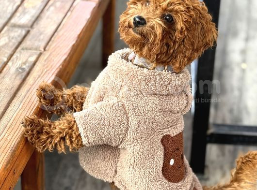 Kore Toy Poddle 6 Aylık görsel