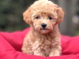 Gğlen Surat Malti̇poo Bebekler