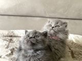 Yıl Başına Özel Ayı Surat Yavrum Son Derece Sağlıklı Uyguna
