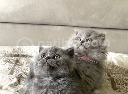 Şok Şok Türki̇ye De Böylesi̇ Daha Gelmez görsel