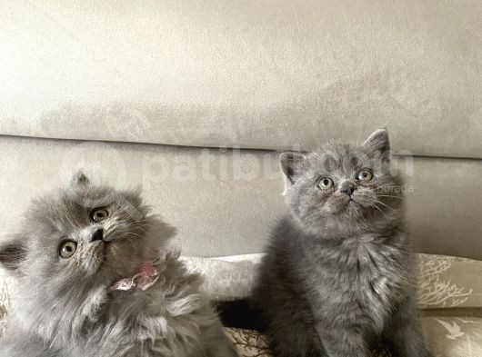 Yıl Başına Özel Ayı Surat Yavrum Son Derece Sağlıklı Uyguna görsel
