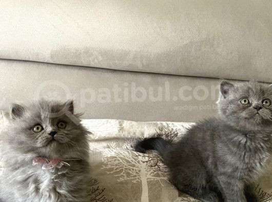 Şok Şok Türki̇ye De Böylesi̇ Daha Gelmez görsel