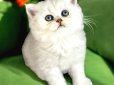 Lisanslı Üreticiden British Shorthair Silver