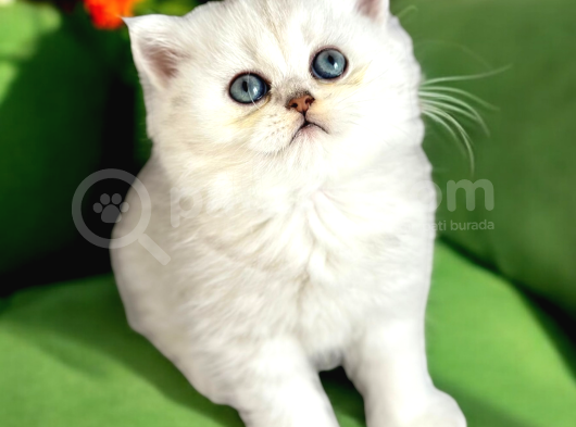 Lisanslı Üreticiden British Shorthair Silver