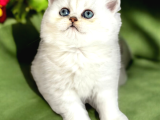 Lisanslı Üreticiden British Shorthair Silver