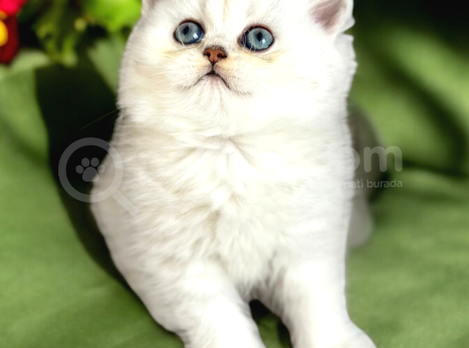 Lisanslı Üreticiden British Shorthair Silver görsel