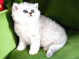 Lisanslı Üreticiden British Shorthair Silver