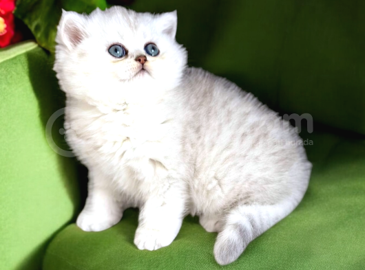 Lisanslı Üreticiden British Shorthair Silver görsel