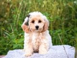 Kahve Tonlu Puppy Kıvırcık Tüylü MALTİPO CİNSİ Yavrular 