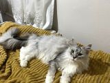 Dev Maine Coon Kısır Dişi Kedi