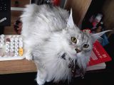 Dev Maine Coon Kısır Dişi Kedi