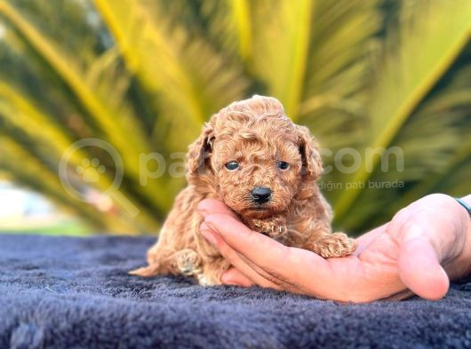 Tooy Poodle Cinsi Kıpkırmızı Red Mini Boy 
