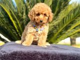 2 ve 3 kg garantisi altında RED TOOY POODLE SEVİMLİ KIPKIRMI