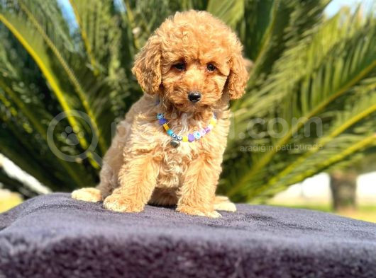 2 ve 3 kg garantisi altında RED TOOY POODLE SEVİMLİ KIPKIRMI