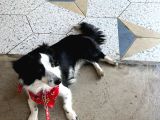 8 Aylık Köpeğimi Sahiplendiriyorum