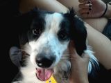 8 Aylık Köpeğimi Sahiplendiriyorum
