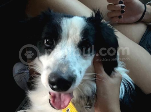 8 Aylık Köpeğimi Sahiplendiriyorum