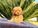 Mini Boy Puppy Kıpkırmızı Red Tooy Poodle