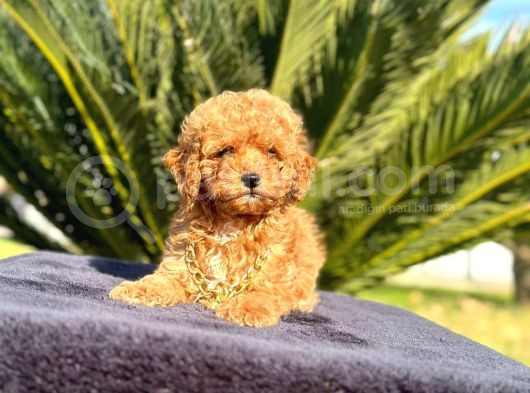 Mini Boy Puppy Kıpkırmızı Red Tooy Poodle görsel