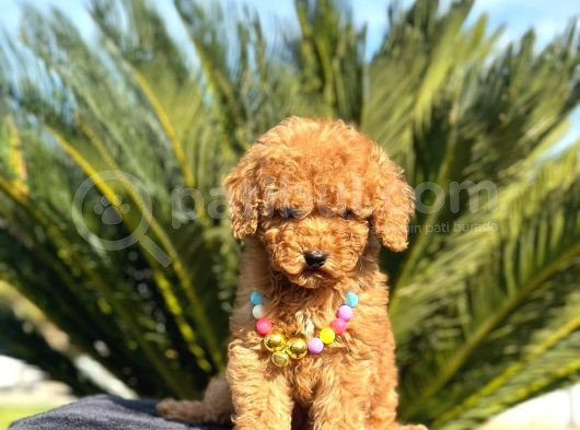 Mini Boy Puppy Kıpkırmızı Red Tooy Poodle