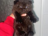 Scottish Fold Kedilerimiz  Yuvasını Arıyor