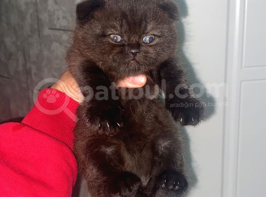 Scottish Fold Kedilerimiz  Yuvasını Arıyor görsel