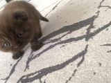 Scottish Fold Kedilerimiz  Yuvasını Arıyor